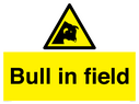 bull-in-field~
